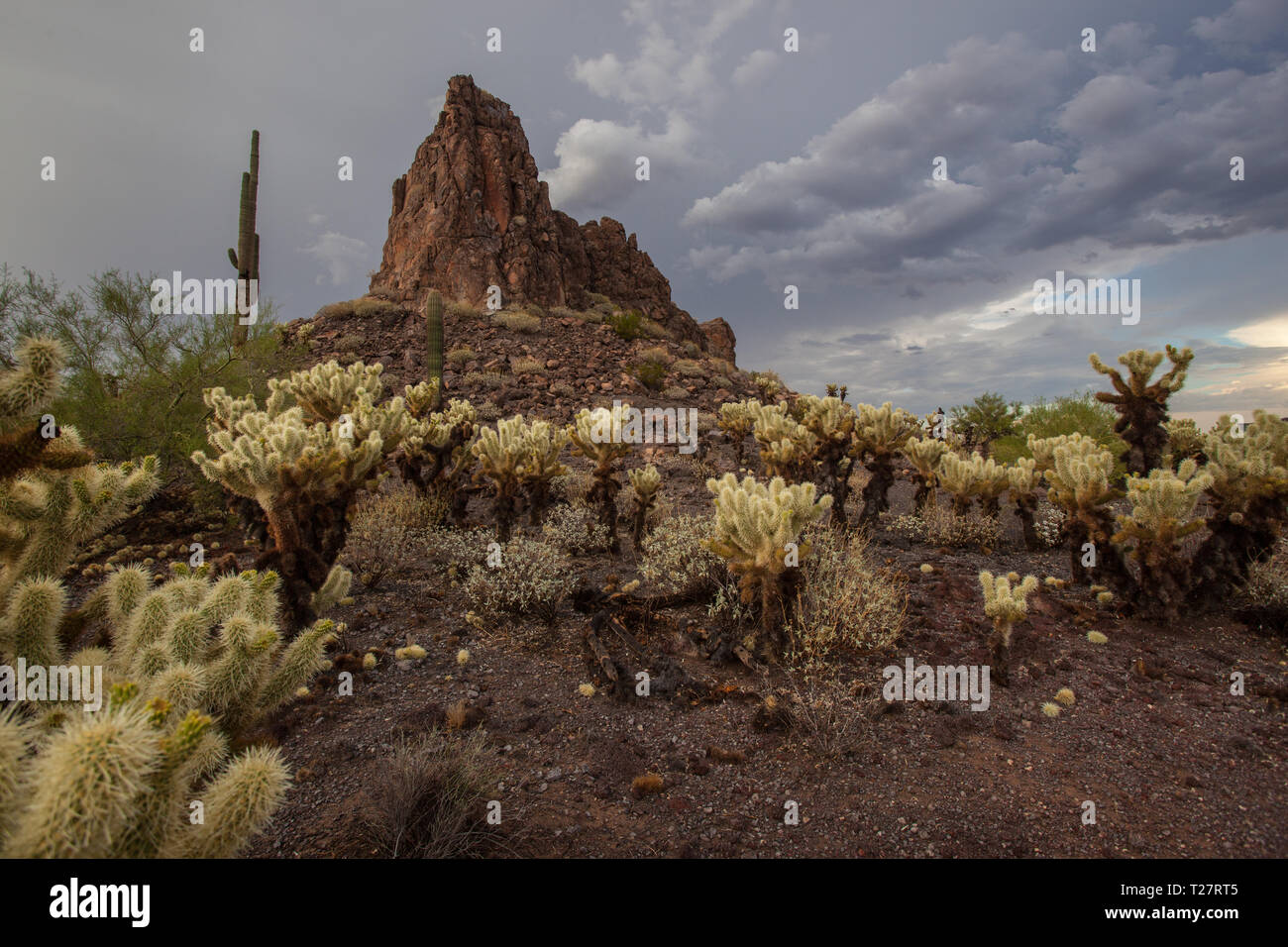 Gamma del cratere, Maricopa County, Arizona, Stati Uniti d'America Foto Stock