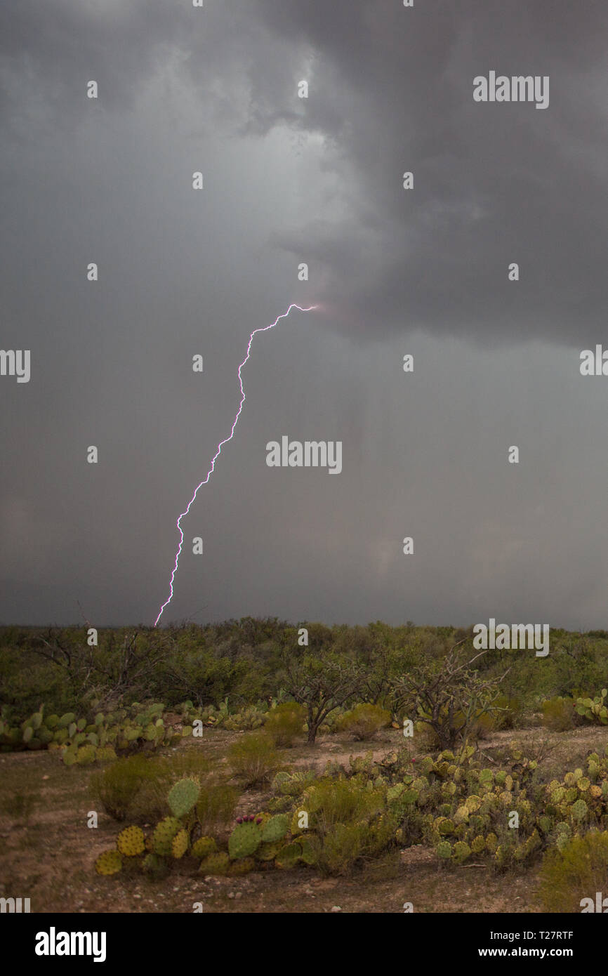 Tucson Pima County, Arizona, Stati Uniti d'America Foto Stock