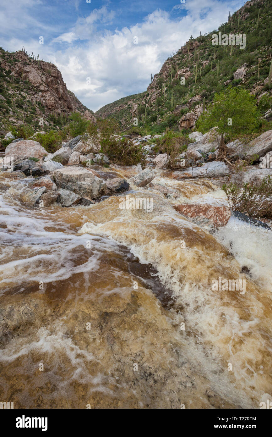 Tanque Verde Pima County, Arizona, Stati Uniti d'America Foto Stock