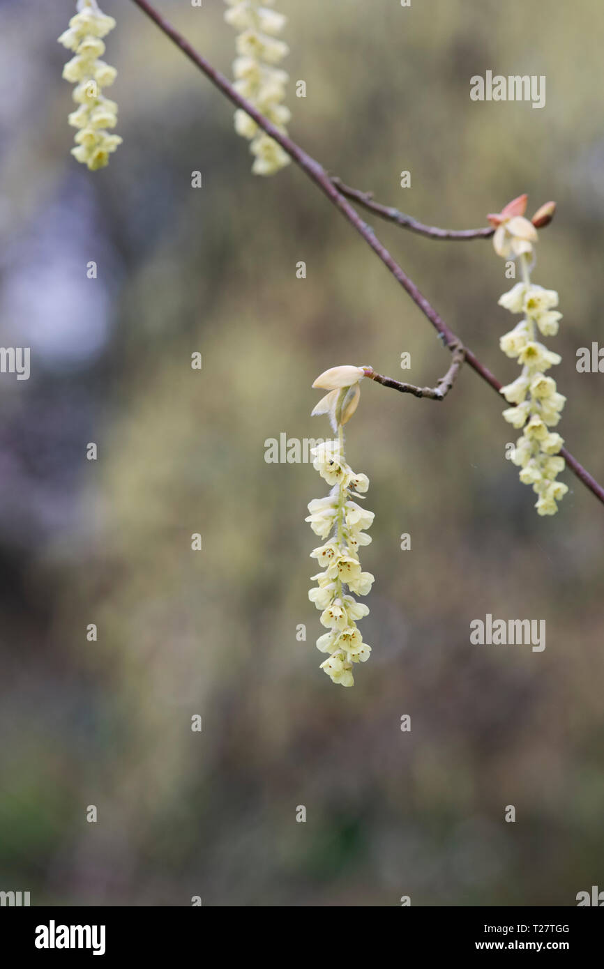 Corylopsis sinensis var Calvescens . Inverno hazel fioritura ai primi di marzo. Cowslip bush. Regno Unito Foto Stock