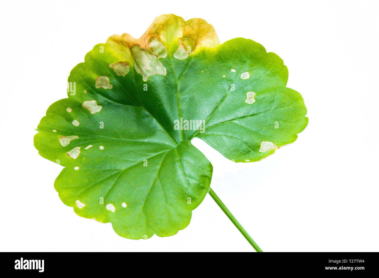 Singola foglia verde di Pellargonium, geranio isolato su sfondo bianco. Bad vecchi fogli Foto Stock