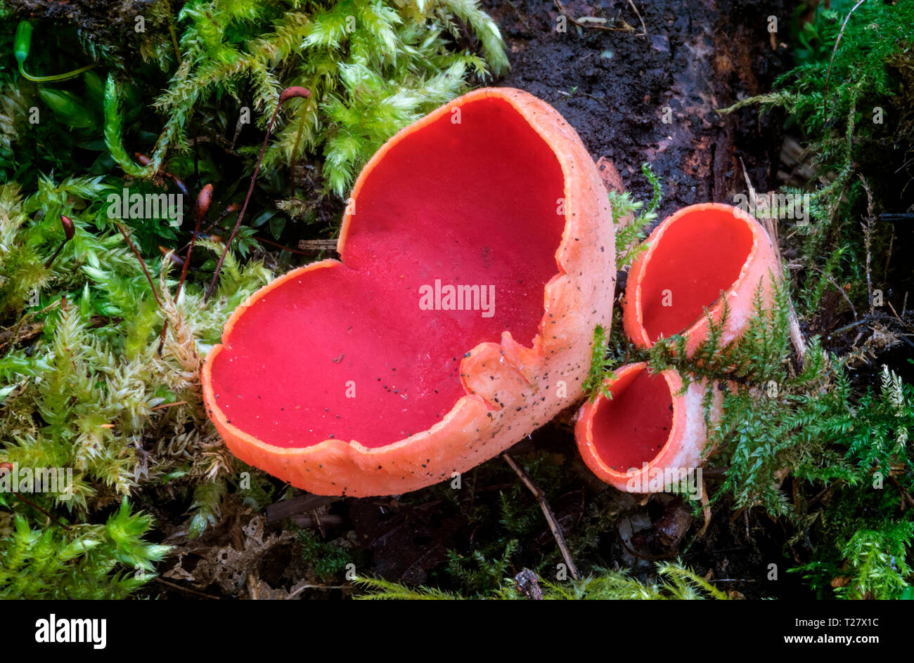 Scarlet Elf Cup (Sarcoscypha austriaca) Foto Stock