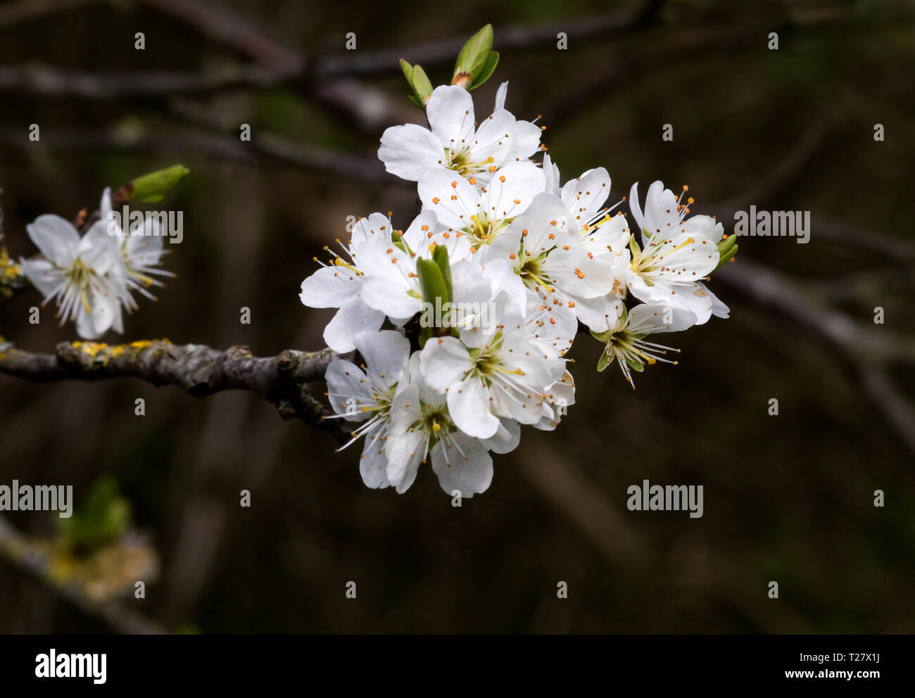 Cherry Plum (Prunus cerasifera) Foto Stock