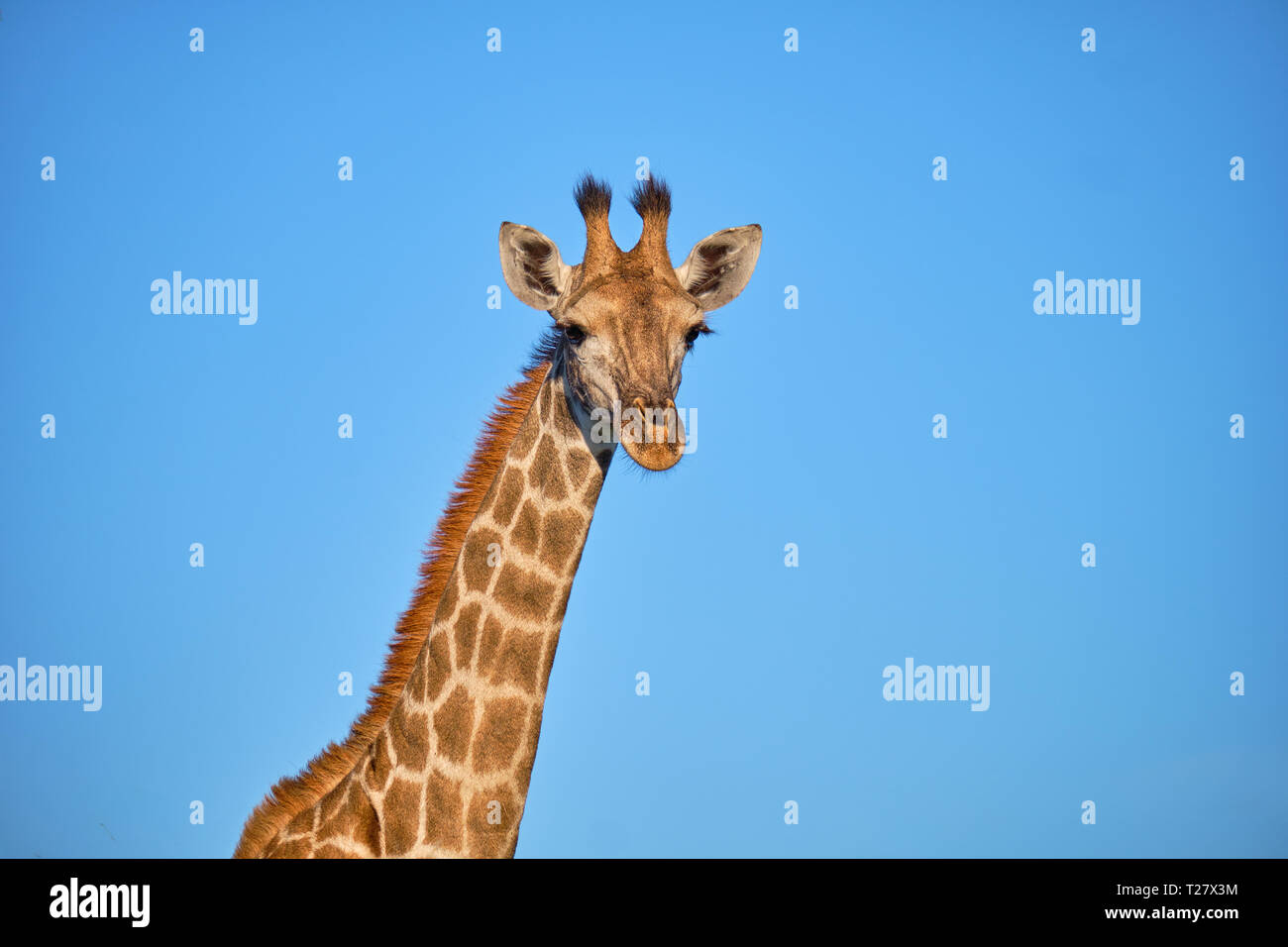 Testa e collo colpo di South African Giraffe contro il cielo blu sullo sfondo Foto Stock