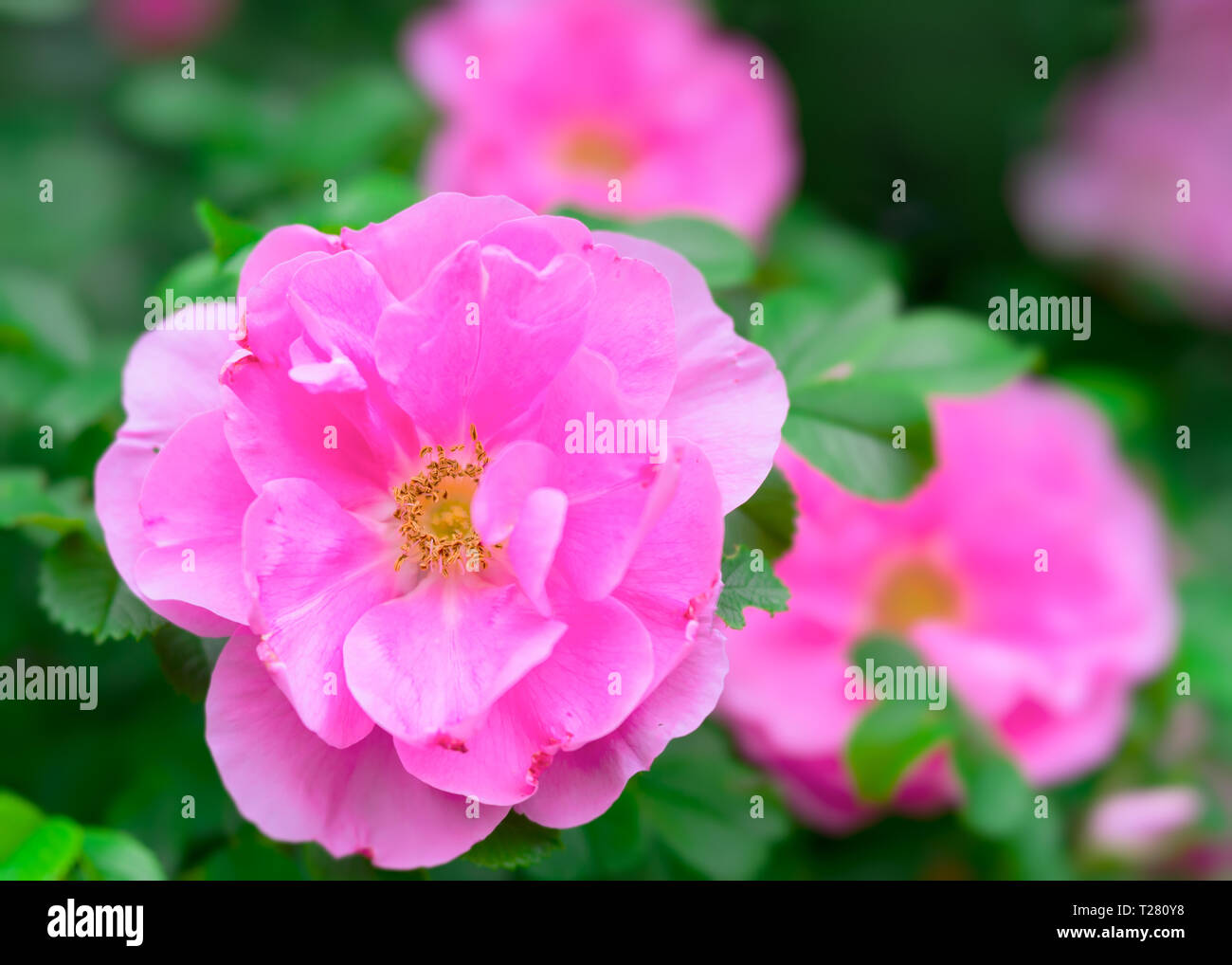 Vecchio giardino rose nel giardino estivo. Fotografato con una lente di specialità per bokeh cremoso e profondità di campo. Foto Stock