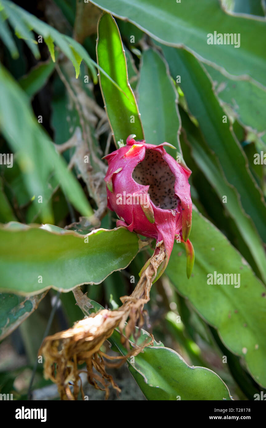 Danni causati da ratti di drago maturi frutti (Hylocereus undatus), Aka Pitaya blanca o Drago bianco frutta Foto Stock