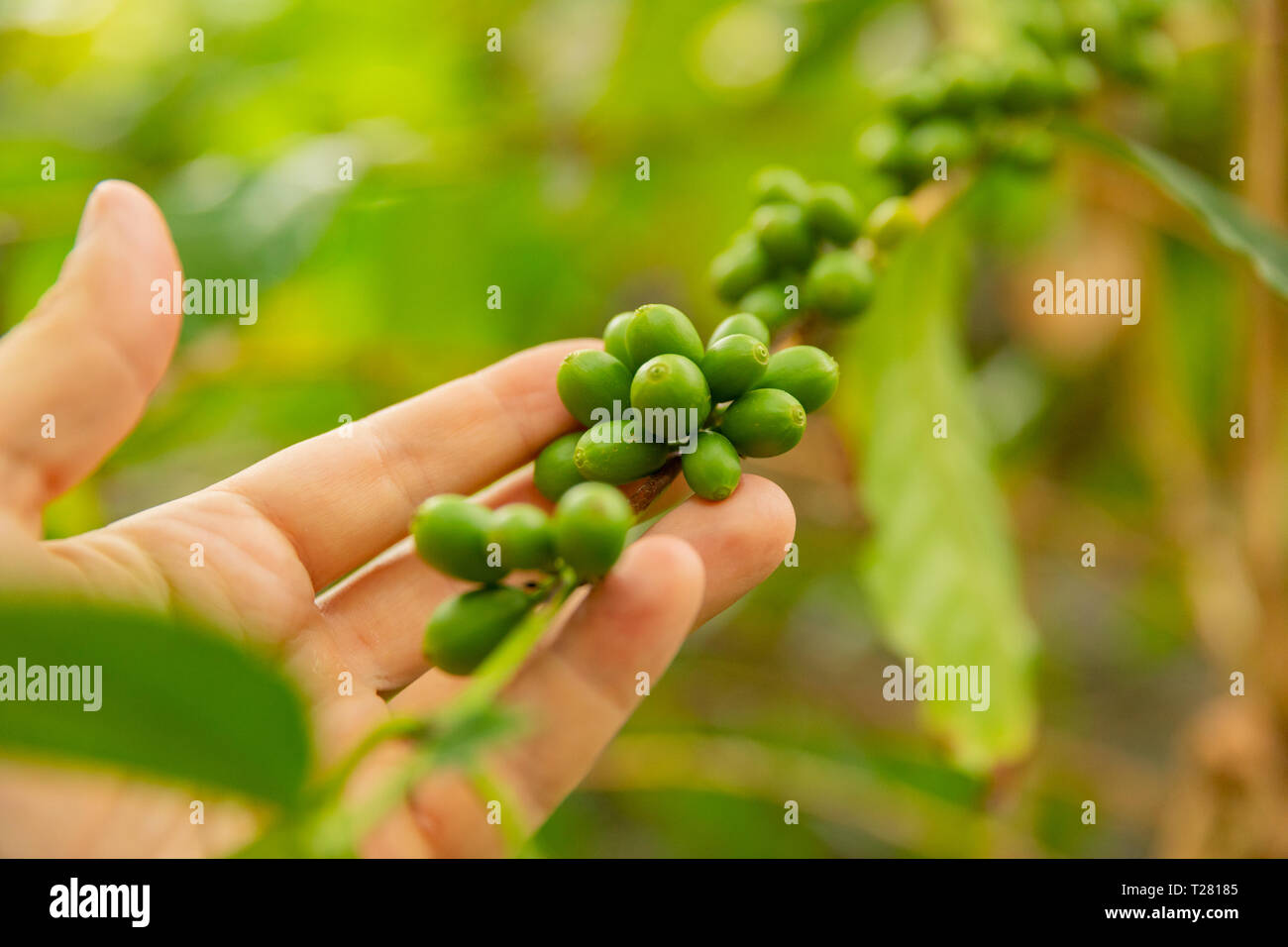 Close-Up di man mano ispeziona freschi frutti di caffè sul ramoscello Foto Stock
