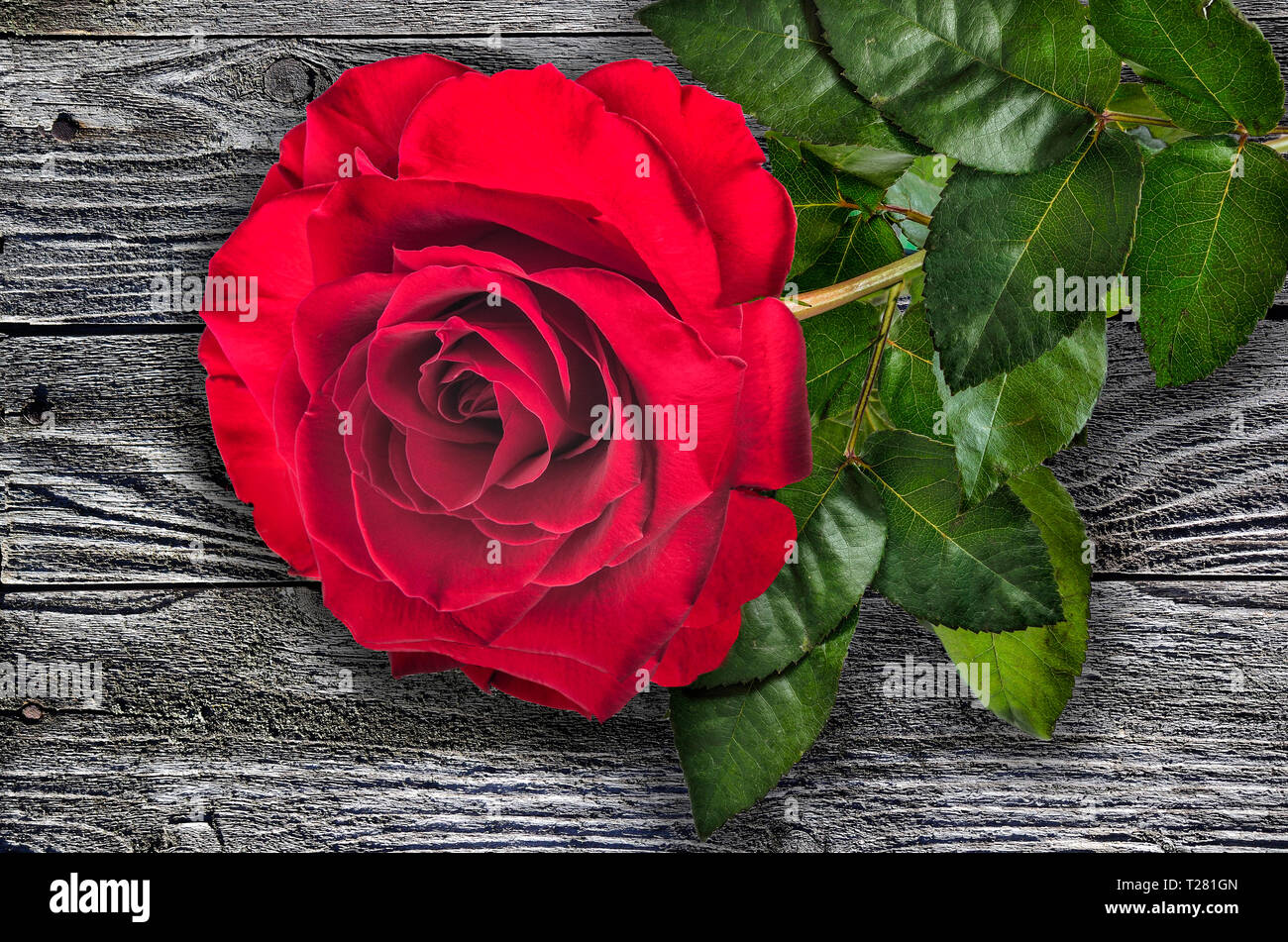 Bella singola rosa rossa con foglie verdi su un rustico sfondo di legno vicino. Sfondo floreale o il messaggio di saluto del modello di scheda Foto Stock