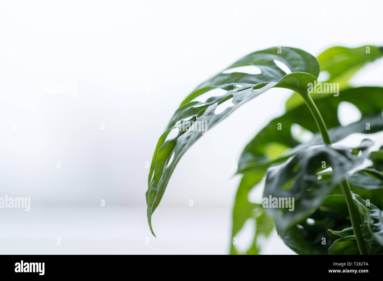 Houseplant - Philodendron monstera deliciosa - Caseificio - highkey Foto Stock