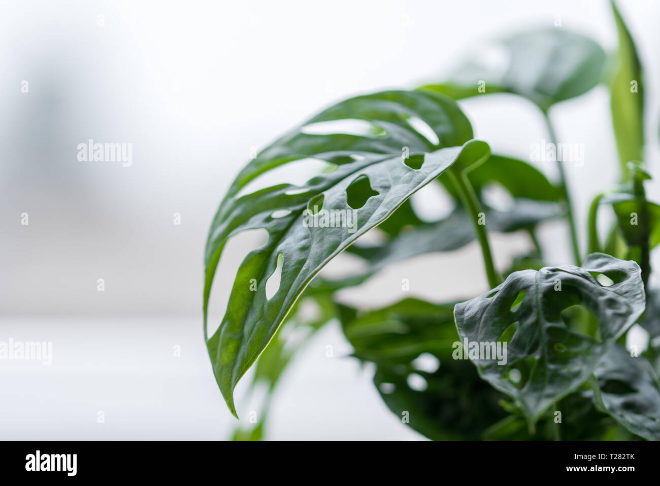 Houseplant - Philodendron monstera deliciosa - Caseificio - highkey Foto Stock