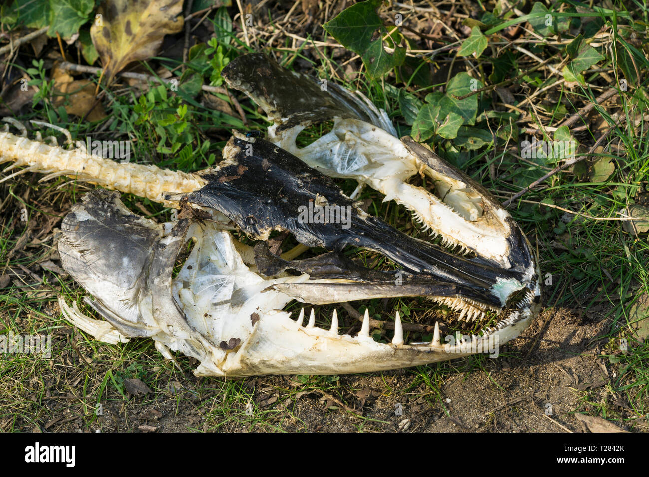 Marciume testa di pesce Foto Stock