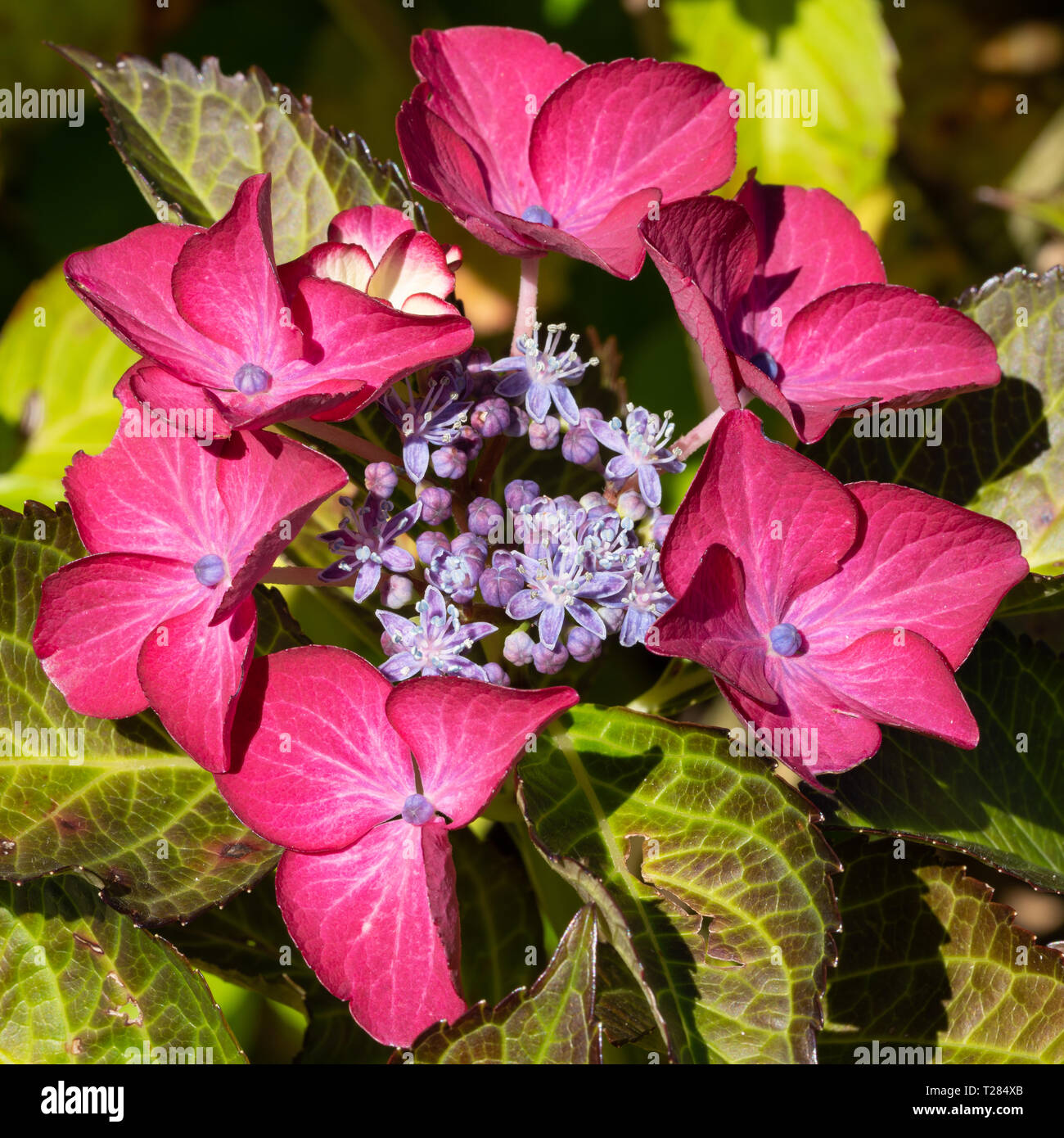 Penny mac (Hydrangea macrophylla), fiori d'estate Foto Stock