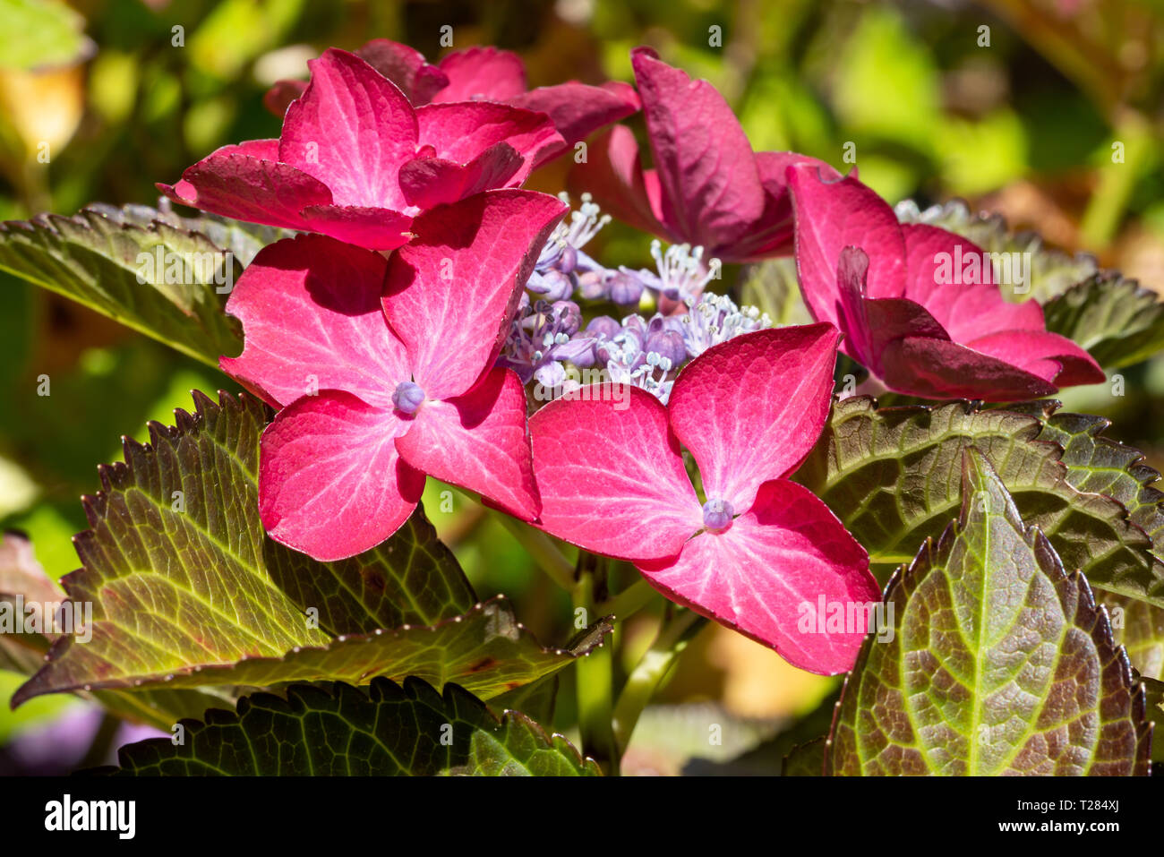 Penny mac (Hydrangea macrophylla), fiori d'estate Foto Stock