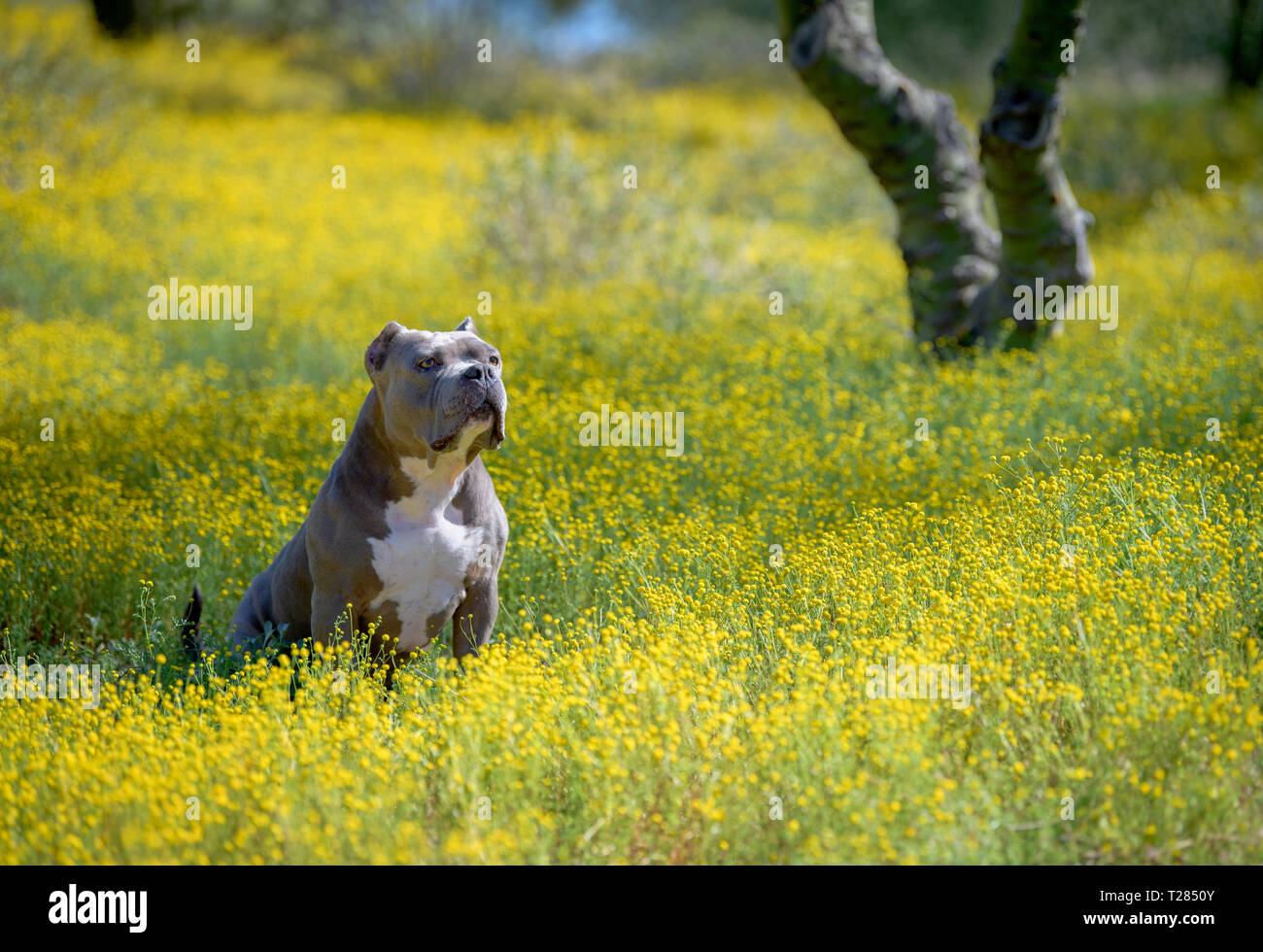 Cane in posa nel deserto di fiori di campo Foto Stock