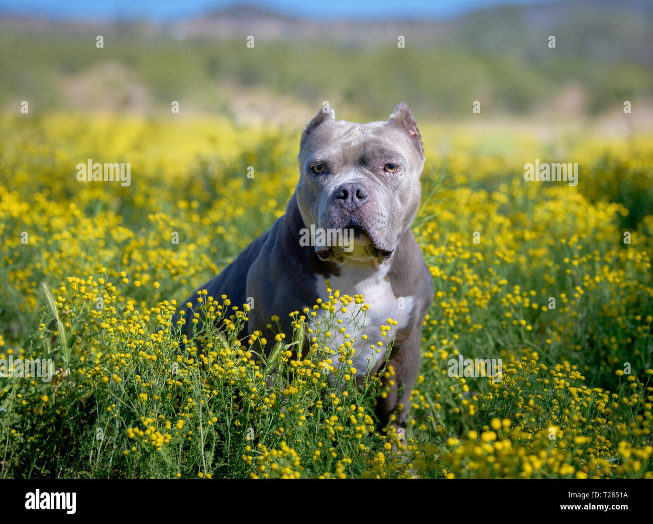 Ritratto di cane in seduta i fiori di campo Foto Stock