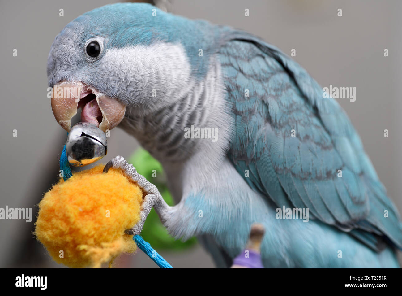 Close up di blu Quaker Parrot pet bird masticare su una campana di metallo non consigliato per tali uccelli Foto Stock
