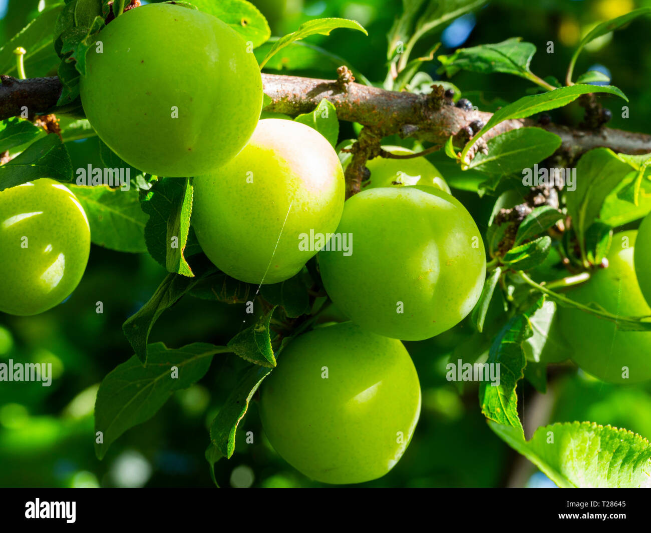 Prugna verde in ambiente naturale. Le riprese in modalità macro. La Turchia anche essere conosciuto come pastore prugna Foto Stock