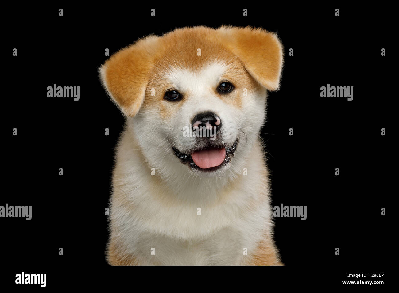 Ritratto di poco Akita Inu cucciolo con macchiato il naso sulla isolato su sfondo nero, vista frontale Foto Stock