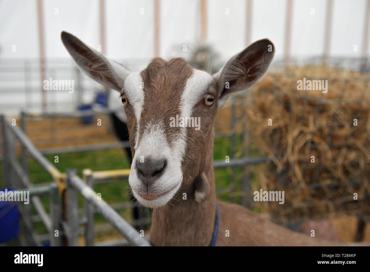 Toggenburg capra Foto Stock