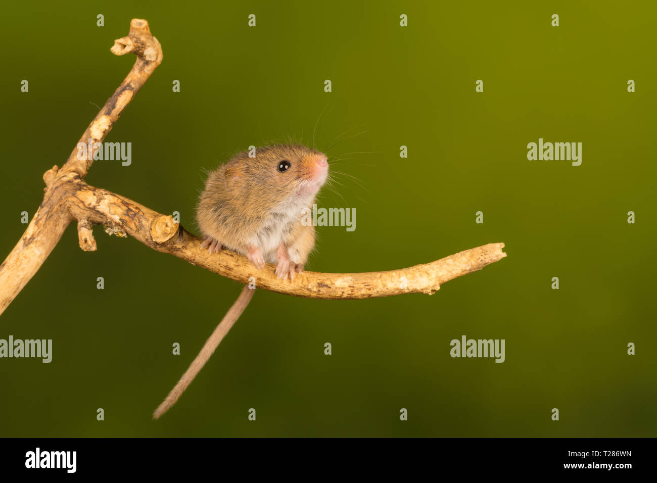 Harvest mouse (Micromys minutus), un piccolo mammifero o specie di roditori. Graziosi animali. Foto Stock