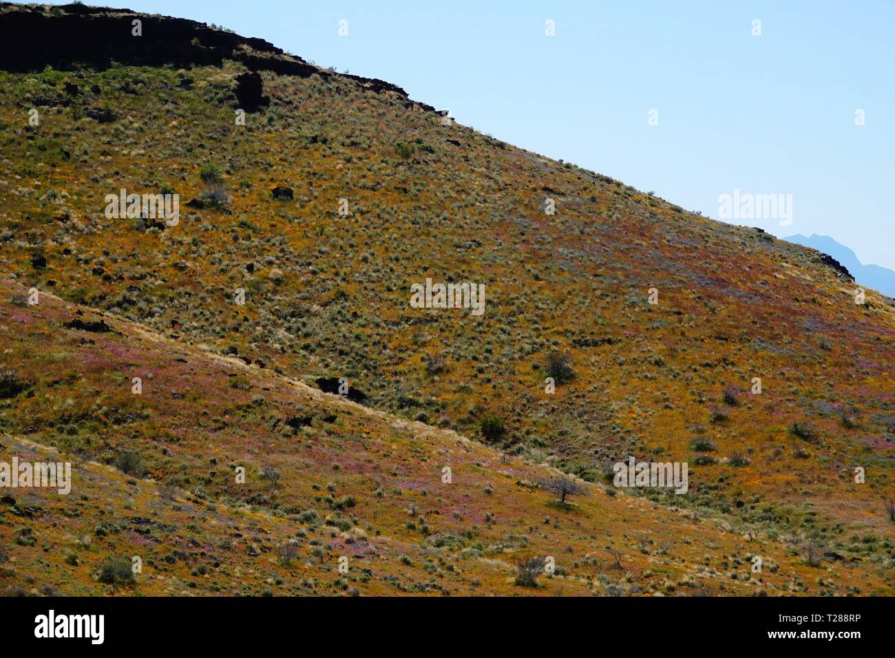 Fiori Selvatici in fiore nel deserto dell'Arizona di peridoto Mesa. Foto Stock