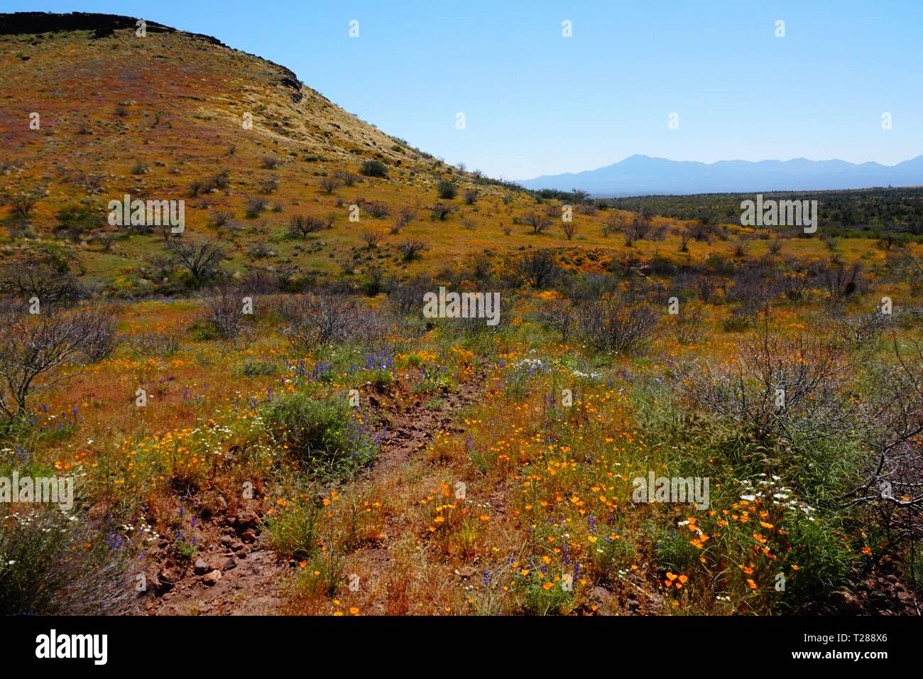 Fiori Selvatici in fiore nel deserto dell'Arizona di peridoto Mesa. Foto Stock