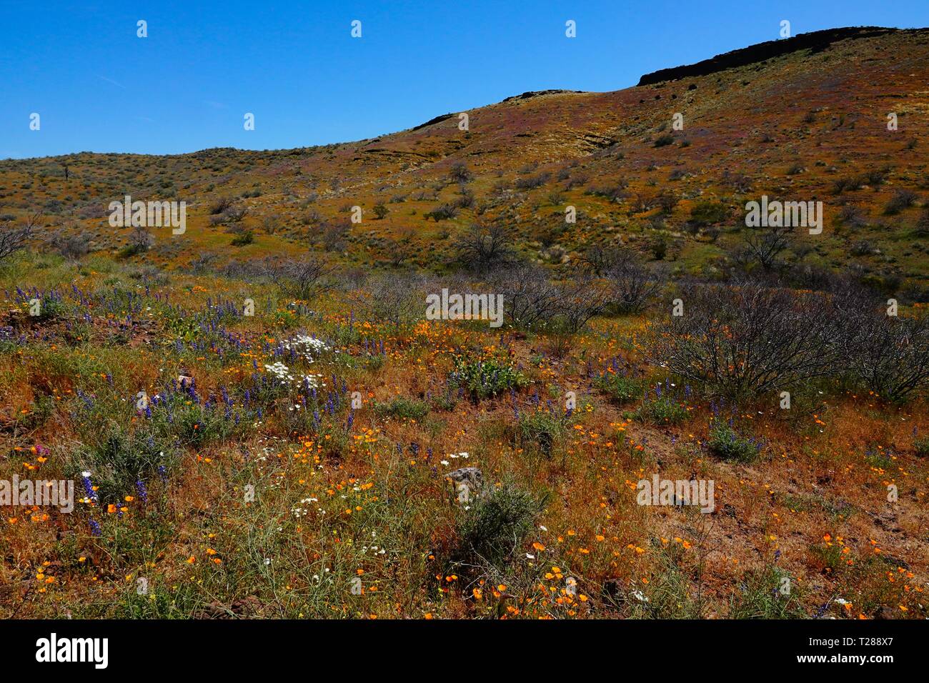 Fiori Selvatici in fiore nel deserto dell'Arizona di peridoto Mesa. Foto Stock