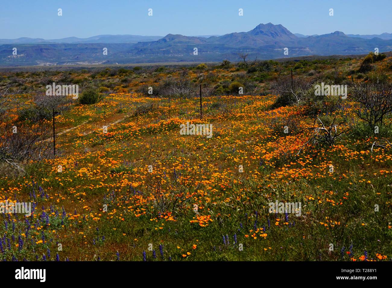 Fiori Selvatici in fiore nel deserto dell'Arizona di peridoto Mesa. Foto Stock