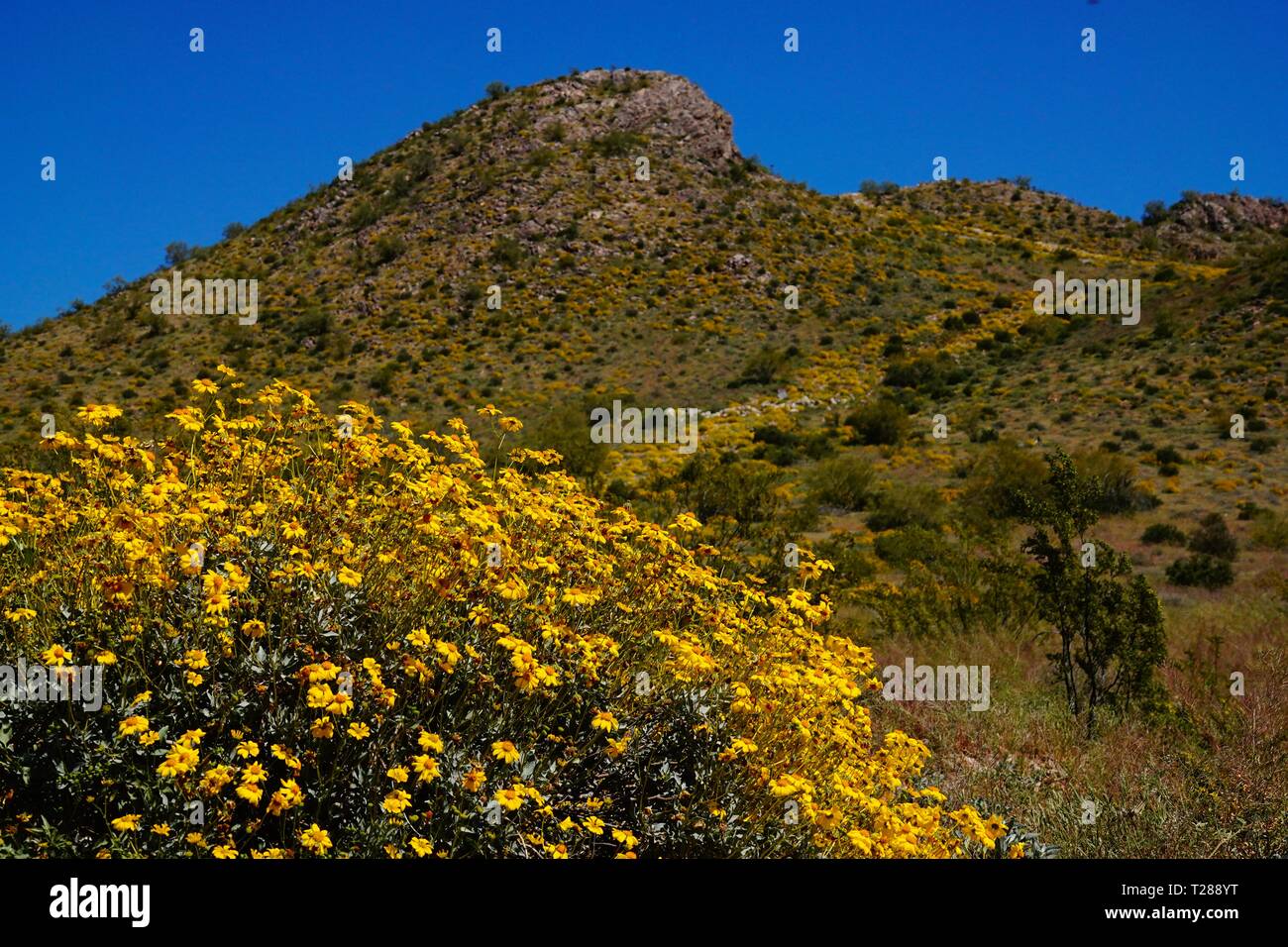 Fiori Selvatici in fiore nel deserto dell'Arizona di peridoto Mesa. Foto Stock