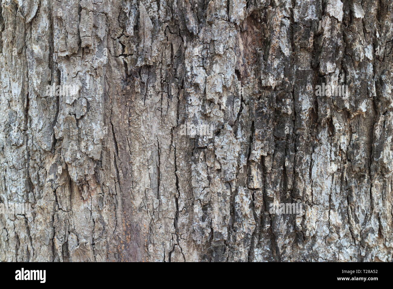 Corteccia di albero sfondo texture. Foto Stock