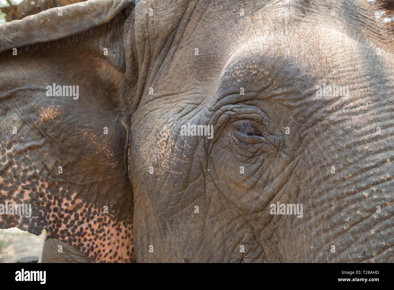Close-up Elefante asiatico gli occhi. Foto Stock