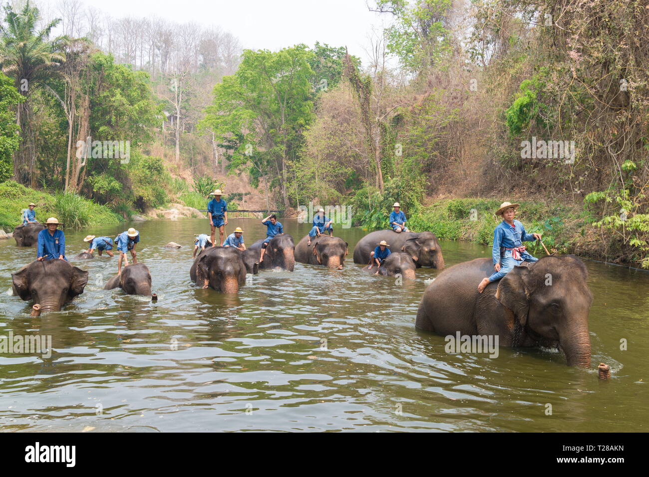 Lampang, Tailandia - 30 Marzo 2019: Elephant show al Thai Elephant Conservation Centre nella provincia di Lampang, Thailandia. Foto Stock