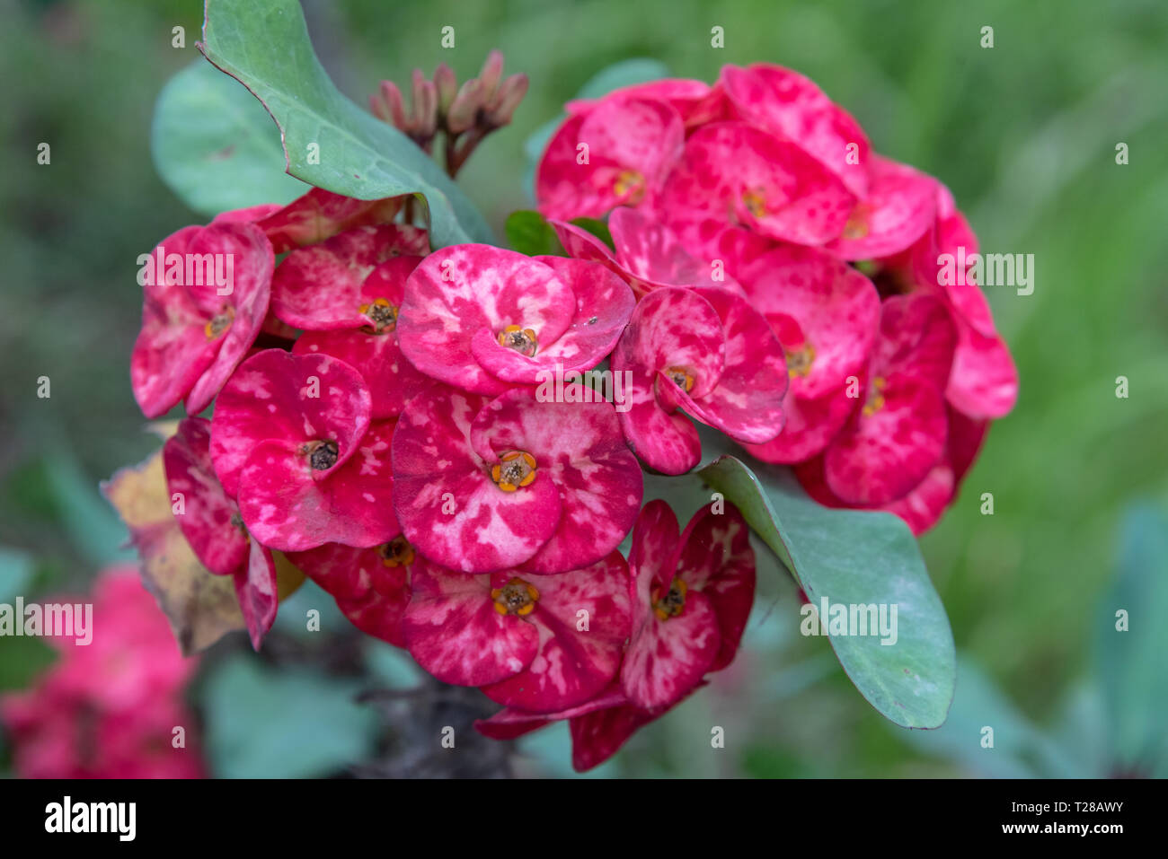 Euphorbia milii, la corona di spine fiori Foto Stock