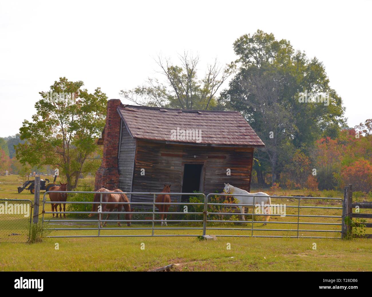 Cavalli e un vecchio fienile Foto Stock
