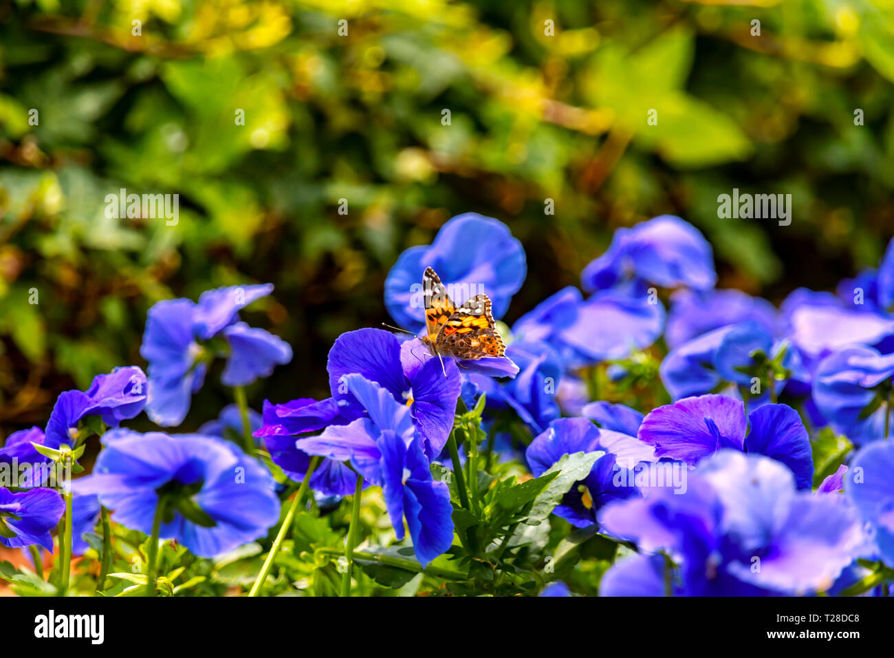 Butterfly Vanessa cardui seduto su un blu pansy flower close-up su uno sfondo sfocato Foto Stock
