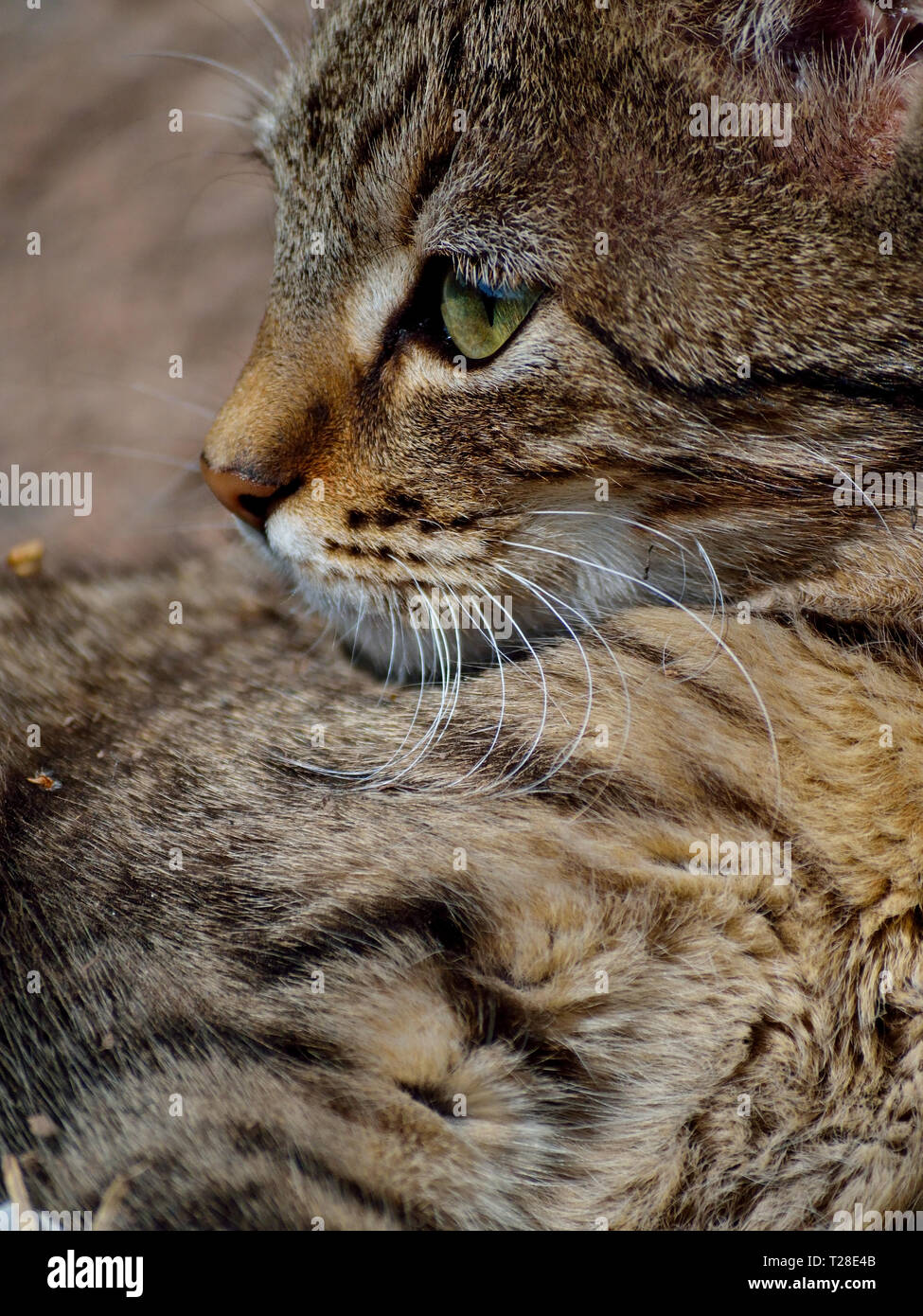 Primo piano di gattino viso, Felis catus Foto Stock