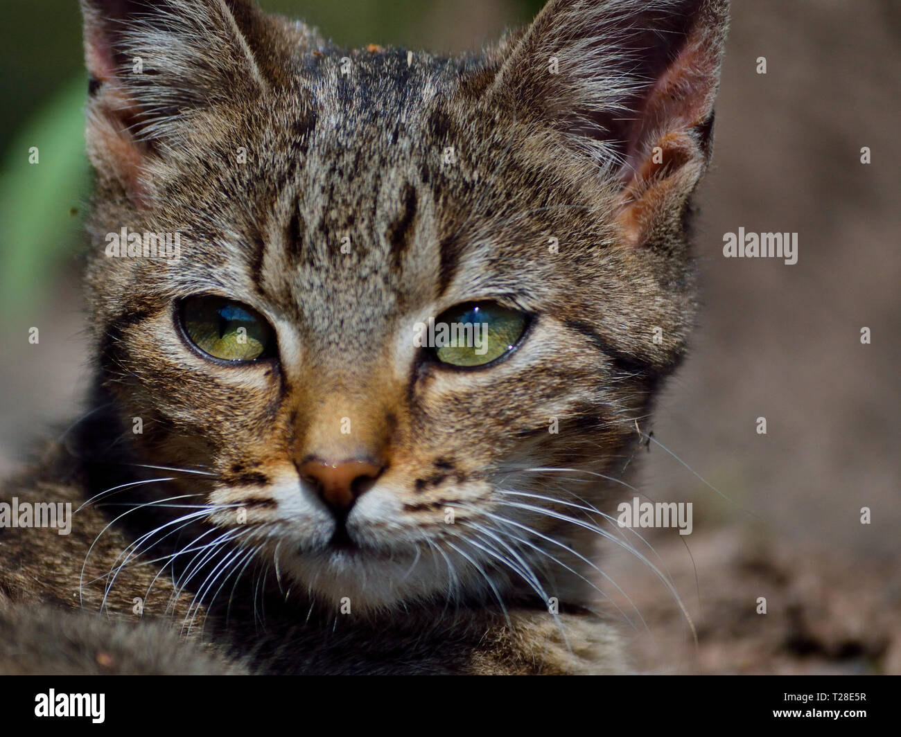 Primo piano di gattino viso, Felis catus Foto Stock
