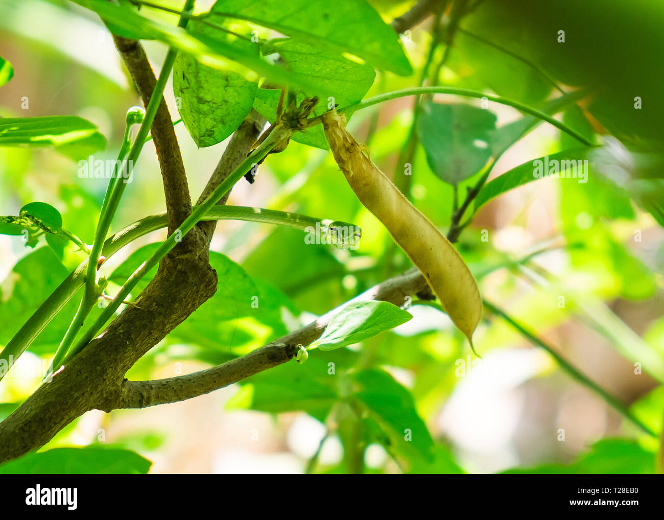 Piccolo serpente verde strisciare sul ramo Foto Stock
