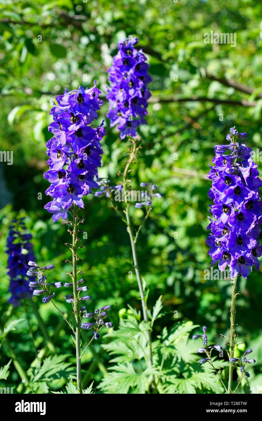 Delphinium fiore che sboccia su sfondo sfocato Foto Stock