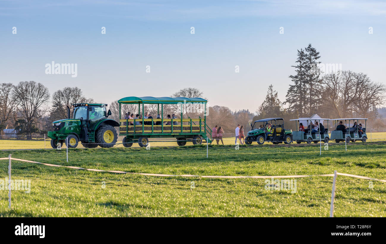 Clackamas County, Oregon - Marzo 31, 2019 : Scena di scarpa in legno Tulip Festival di Primavera Foto Stock