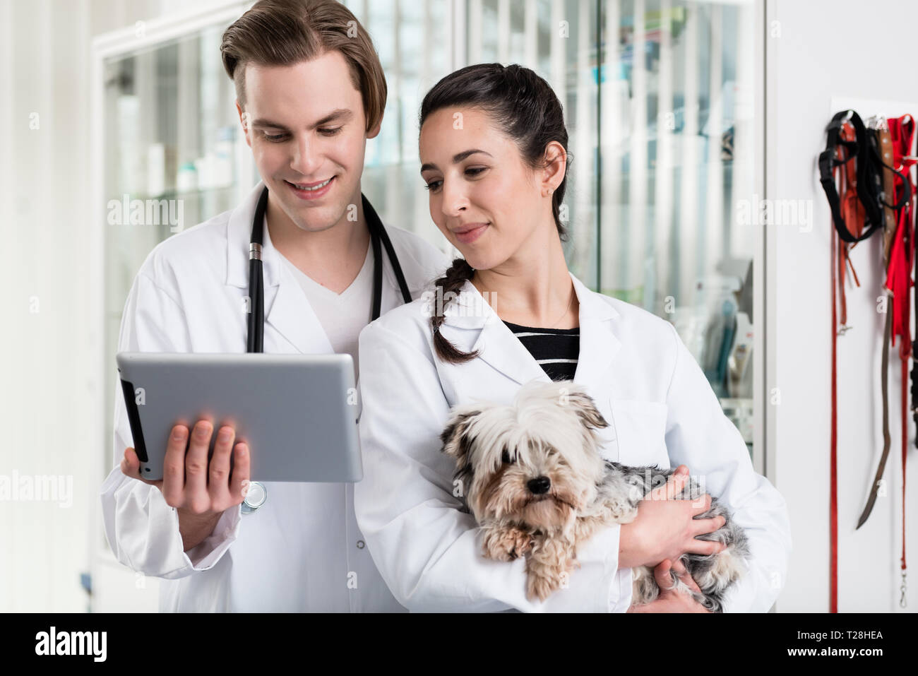 Maschio e femmina veterinario utilizzando tavoletta digitale Foto Stock