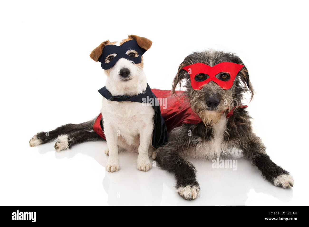 Due cani SUPER HERO COSTUME. JACK RUSSELL di razza e indossa un rosso e blu e la maschera di un capo. Carnevale o per Halloween. Isolato STUDIO SHOT CONTRO WH Foto Stock