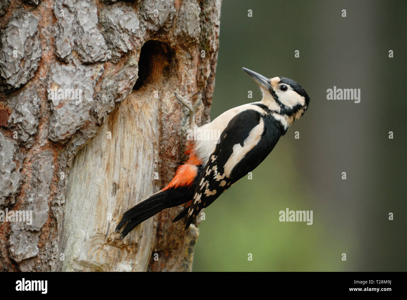 Femmina di Picchio rosso maggiore (Dendrocopos major) in corrispondenza del foro di nido Foto Stock