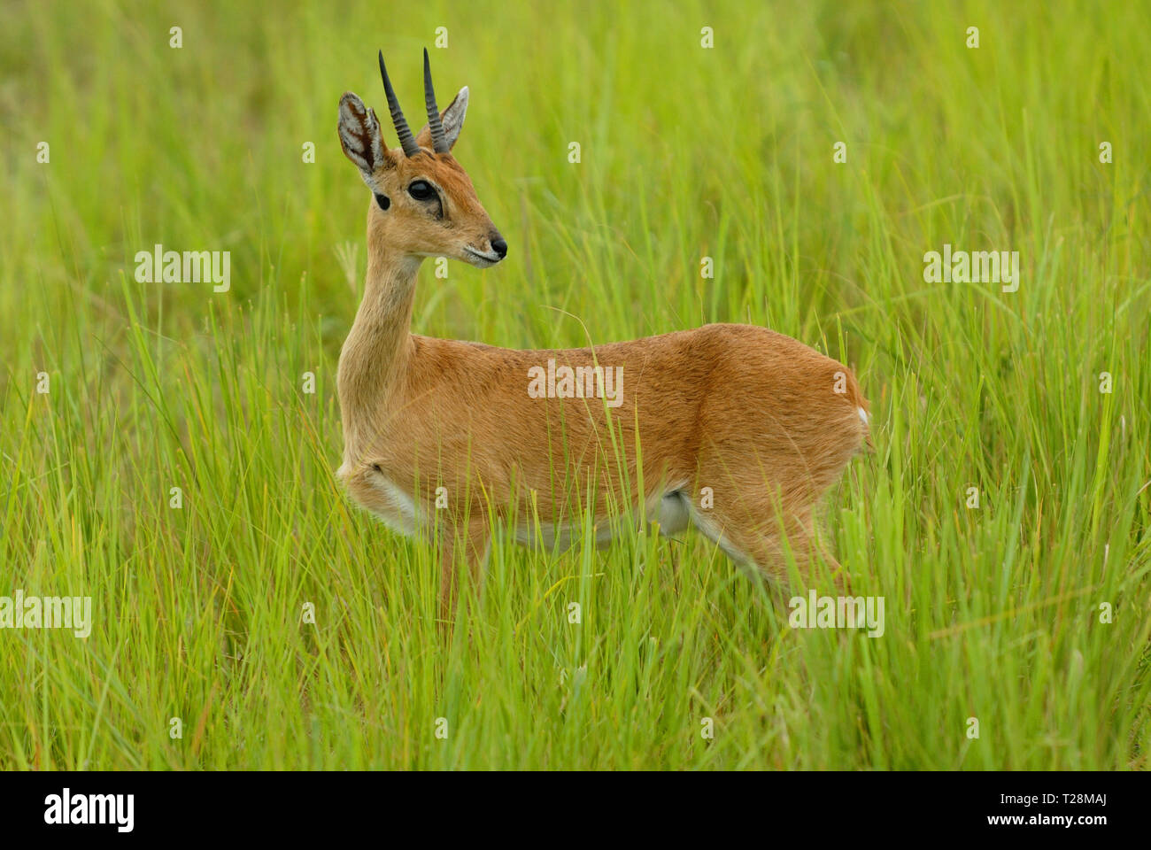 Maschio (Oribi Ourebia ourebi) in Murchison Falls National Park Foto Stock