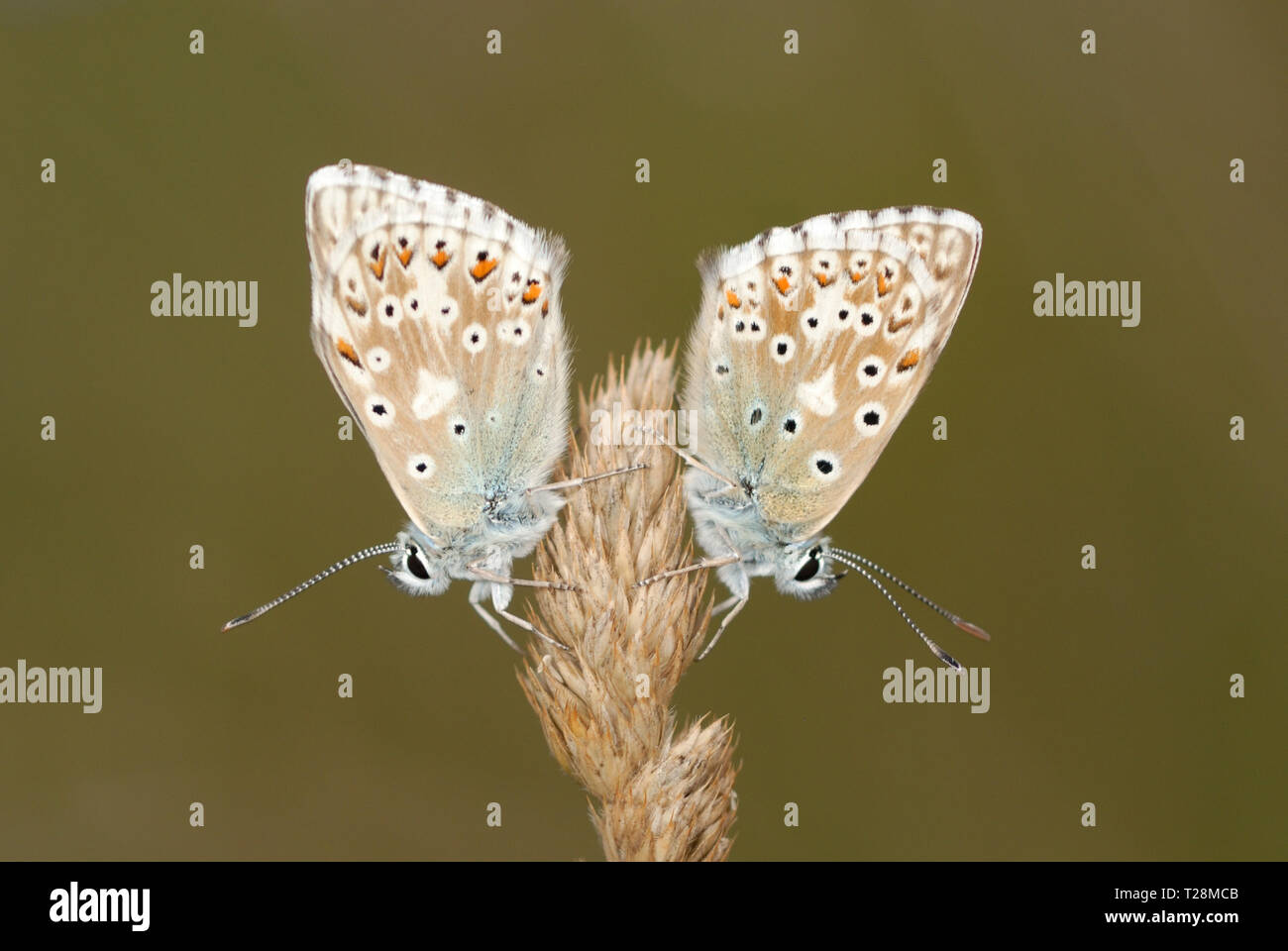 Chalhill farfalle blu (Polyommatus coridon) poggiante su un seme di erba-testa Foto Stock