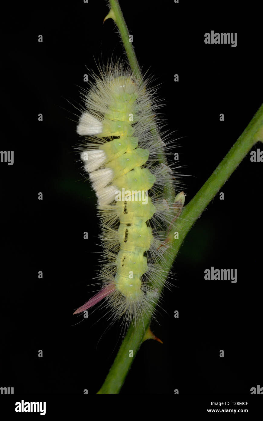 Pale Tussock Moth caterpillar (Calliteara pudibunda) Foto Stock