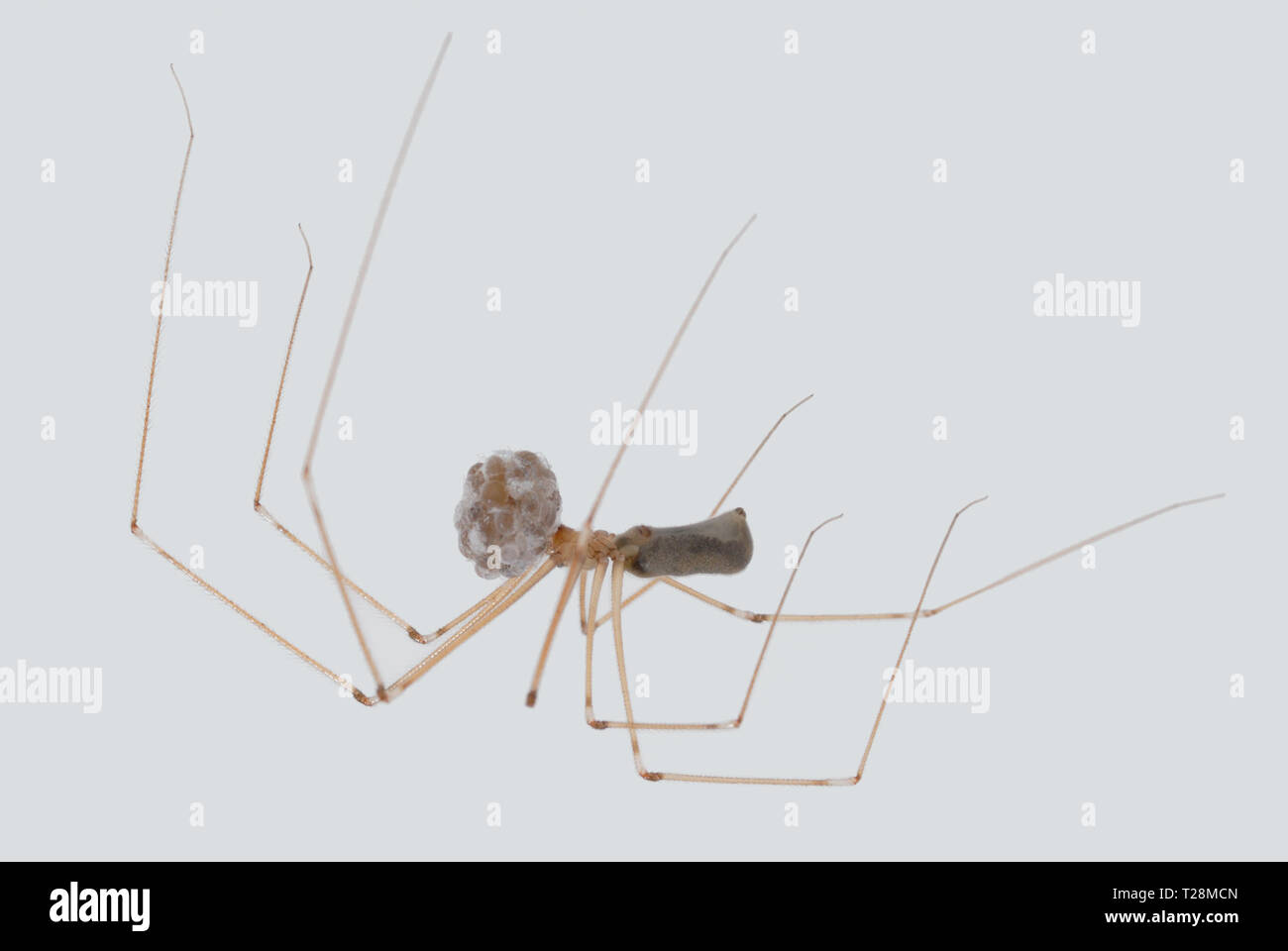 Daddy Long-gambe spider (Pholcus phalangoides) femmina che stringe la egg-sacco su un soffitto bagno Foto Stock