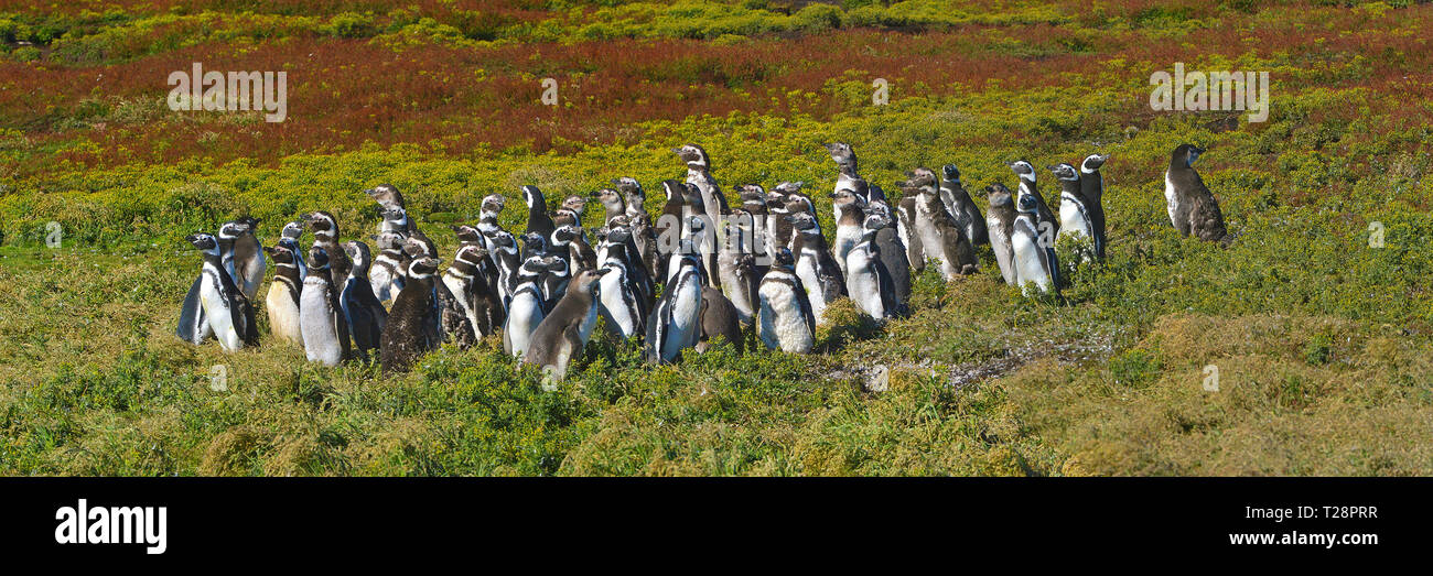 I pinguini di Magellano (Spheniscus magellanicus), gruppo a prati, Isola di carcassa, Isole Falkland, Regno Unito Foto Stock