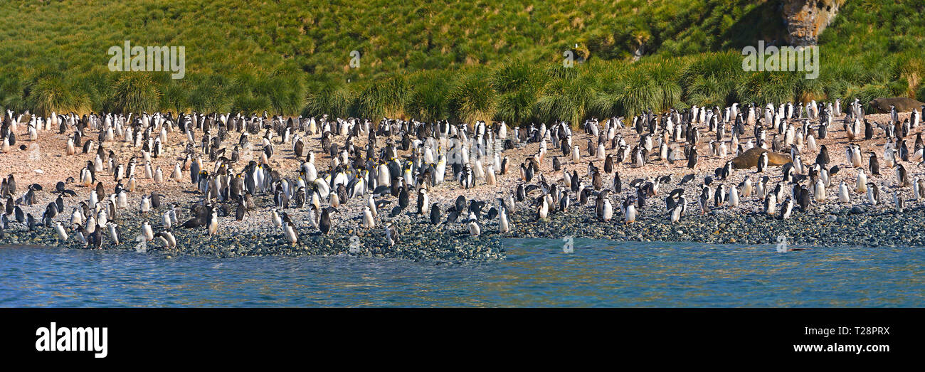 I pinguini di Magellano (Spheniscus magellanicus) e Re pinguini (Aptenodytes patagonicus), colonia su tela di isola, Isole Falkland, Regno Unito Foto Stock