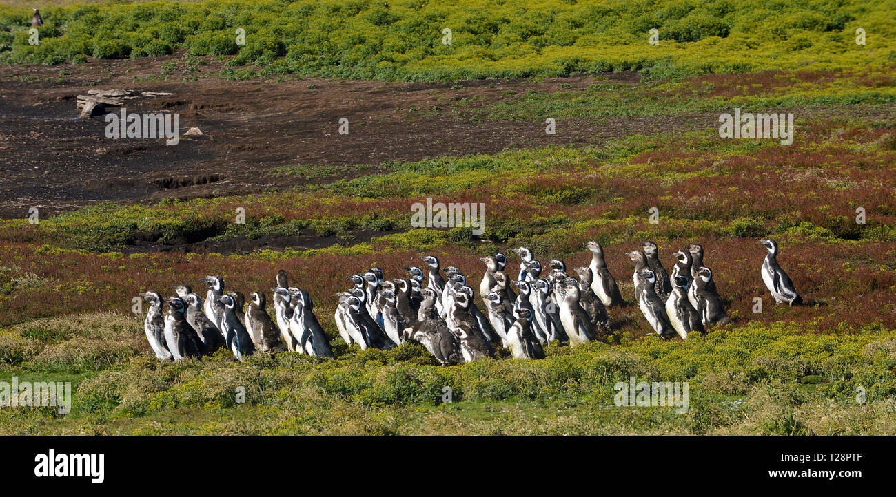 I pinguini di Magellano (Spheniscus magellanicus), colonia in prati, Isola di carcassa, Isole Falkland, Regno Unito Foto Stock